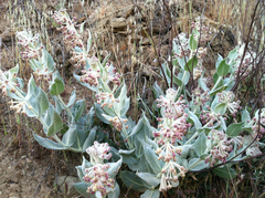 Asclepias californica