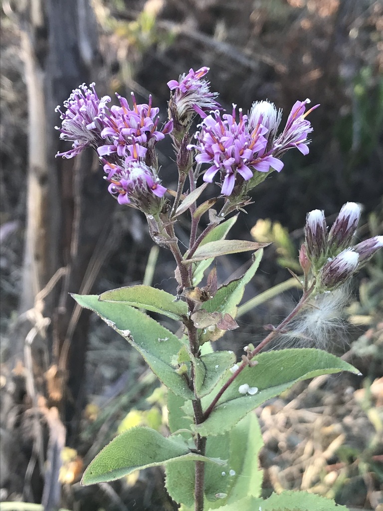 Acourtia cordata