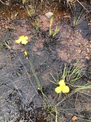 Xyris capensis