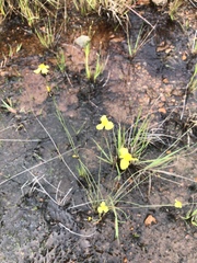 Xyris capensis