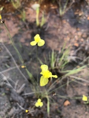 Xyris capensis