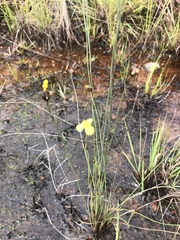 Xyris capensis