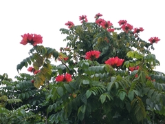 Spathodea campanulata