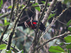 Hypopyrrhus pyrohypogaster