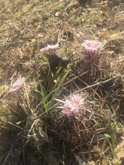 Echinofossulocactus zacatecasensis