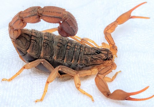 Alligatorback Scorpion