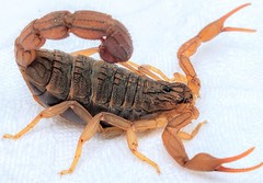 Hottentotta hottentotta