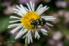 Astylus sexmaculatus