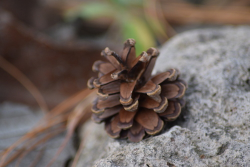 Lumholtz's pine