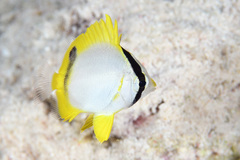 Spotfin Butterflyfish photo 3