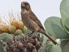 Crithagra leucoptera