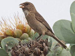 Crithagra leucoptera