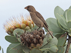 Crithagra leucoptera