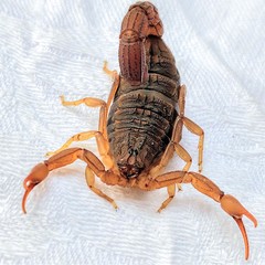 Hottentotta hottentotta