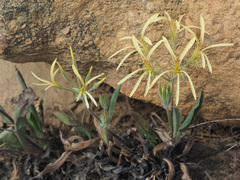 Pelargonium longiflorum