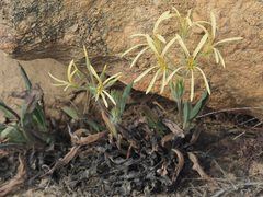 Pelargonium longiflorum