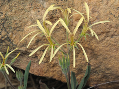 Pelargonium longiflorum
