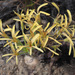 Pelargonium longiflorum - Photo (c) Felix Riegel, algunos derechos reservados (CC BY-NC), subido por Felix Riegel