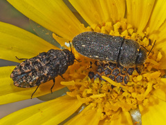 Nothomorpha