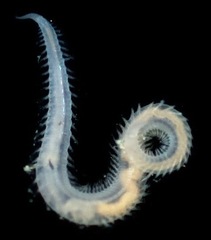 Glyceridae