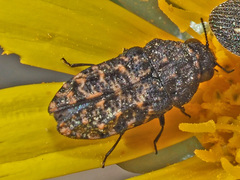 Nothomorpha