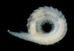 Glyceridae