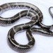 Semi-annulated Wolf Snake - Photo (c) Eric, some rights reserved (CC BY-NC), uploaded by Eric