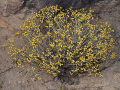 Helichrysum cylindriflorum