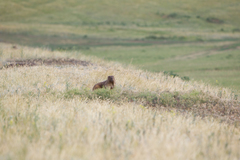 Marmota bobak