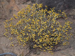 Helichrysum cylindriflorum