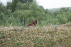 Marmota bobak