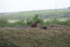 Marmota bobak