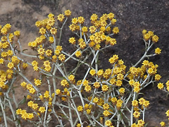 Helichrysum cylindriflorum