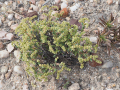 Psammotropha quadrangularis