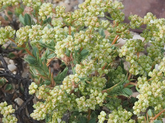 Psammotropha quadrangularis