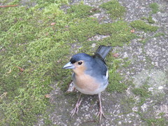 Fringilla coelebs palmae