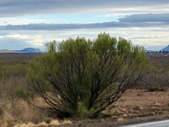 Baccharis sarothroides