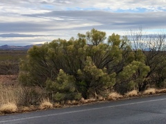 Baccharis sarothroides