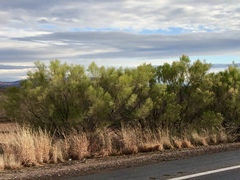 Baccharis sarothroides
