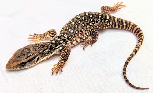 Savannah Monitor