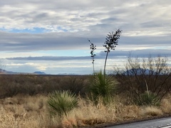 Yucca elata