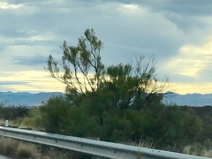 Baccharis sarothroides