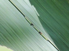 Parantirrhoea marshalli