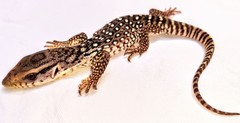 Varanus exanthematicus
