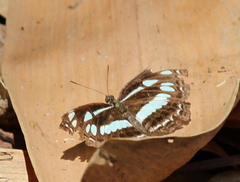 Neptis jumbah