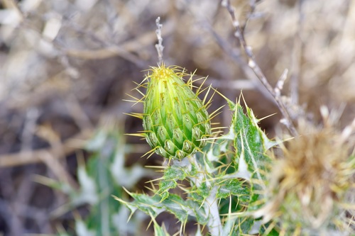 Image of Cirsium ochrocentrum by (c) Michelle W. （鍾偉瑋）, some rights reserved (CC BY)