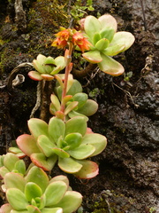 Echeveria quitensis