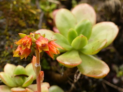 Echeveria quitensis