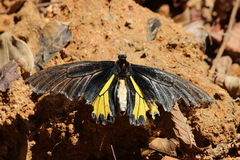 Troides minos