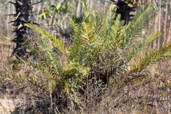 Phoenix dactylifera